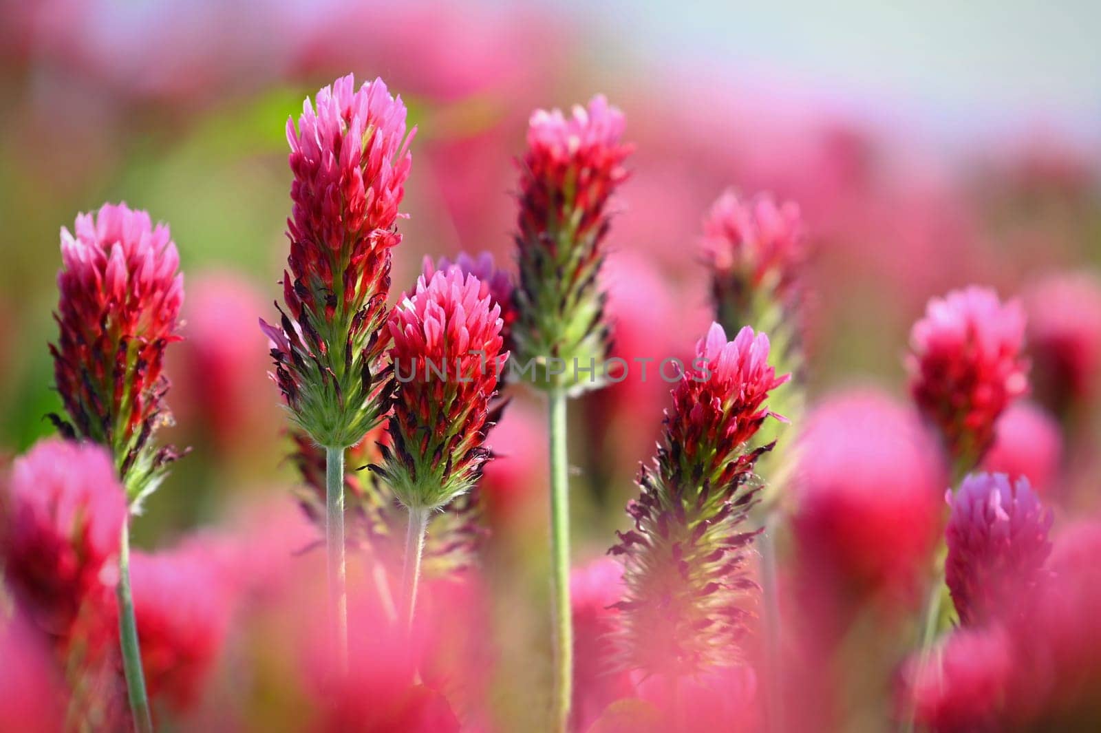 A beautiful blooming red field in the Czech Republic. Concept for nature and agriculture. Beautiful red flowers. Spring nature background. Clover incarnate - Trifolium incarnatum by Montypeter