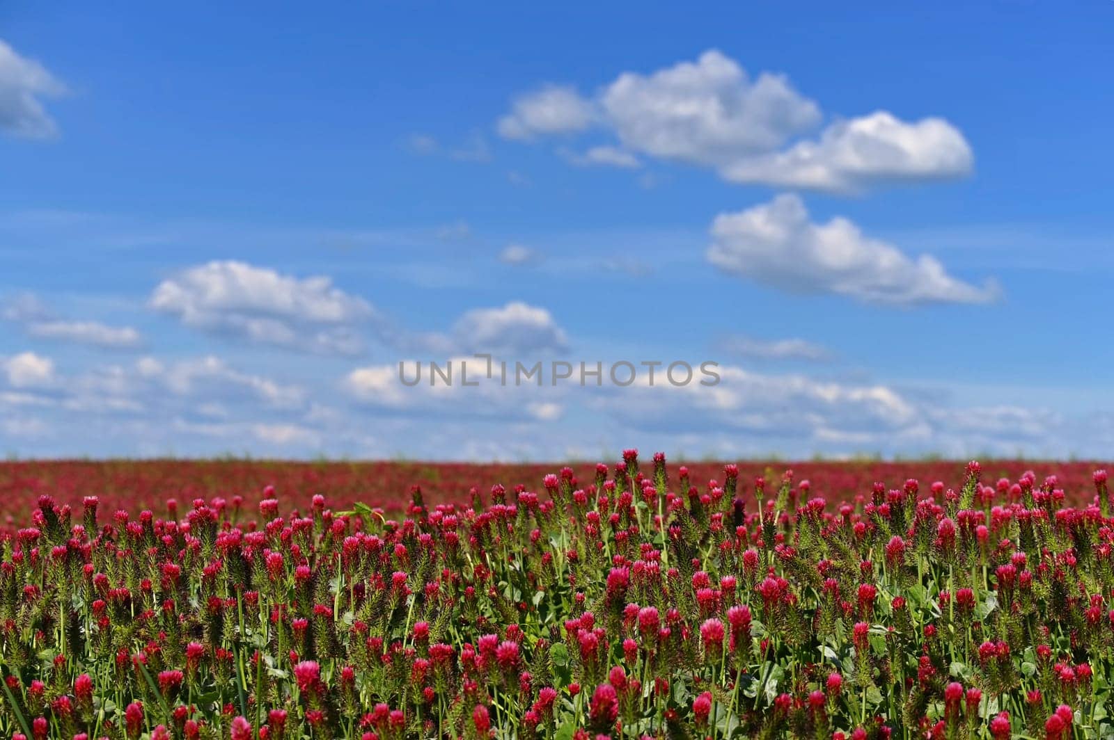 A beautiful blooming red field in the Czech Republic. Concept for nature and agriculture. Beautiful red flowers. Spring nature background. Clover incarnate - Trifolium incarnatum by Montypeter