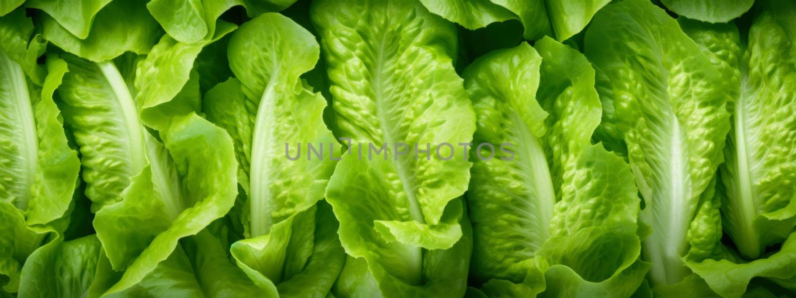 Green lettuce leaves texture background. Fresh salad seamless pattern