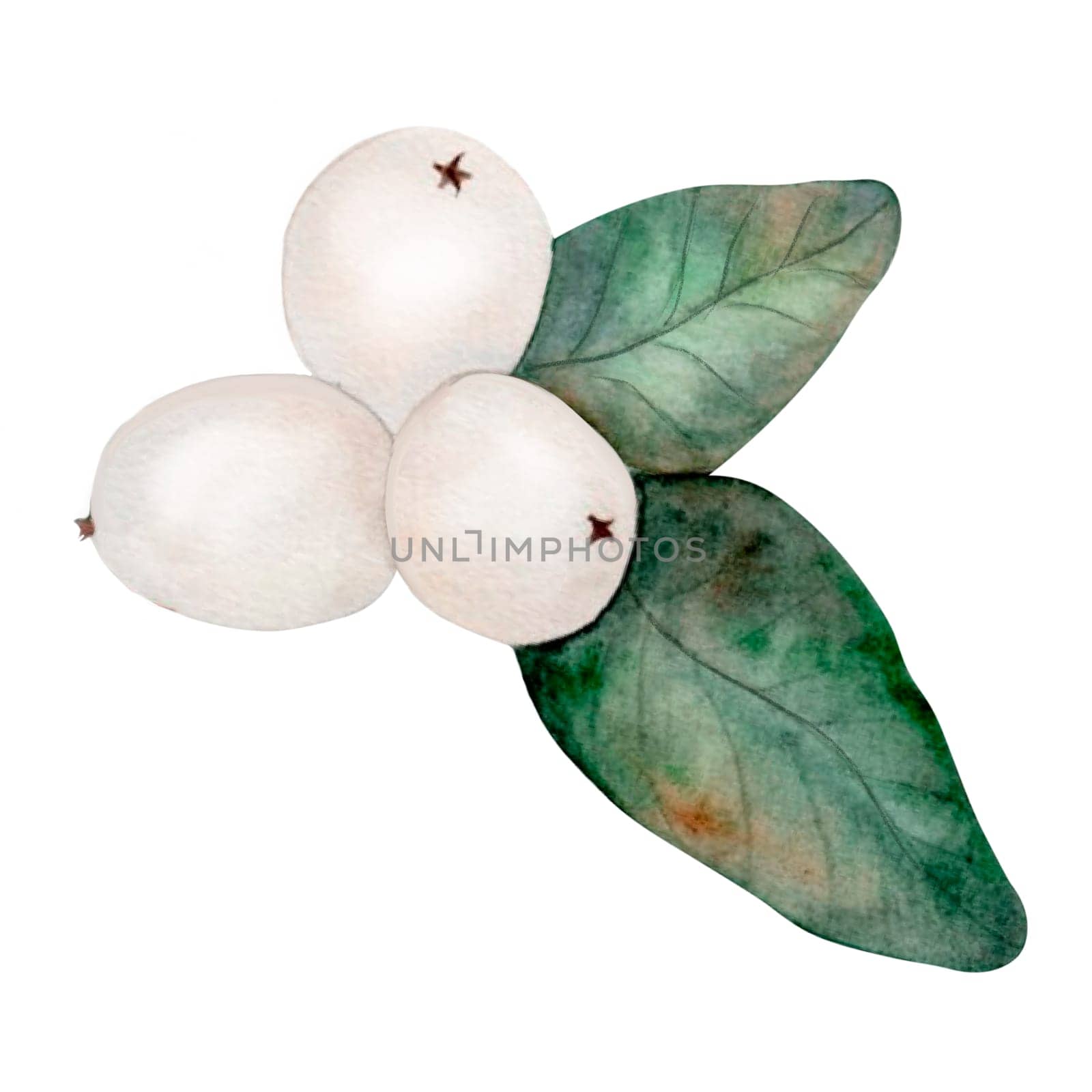 Mistletoe watercolor. Hand drawn snowberry isolated on white background. Realistic white berry with green leaves. Ideal for Christmas and New Year card designs and natural cosmetics packaging. High quality photo