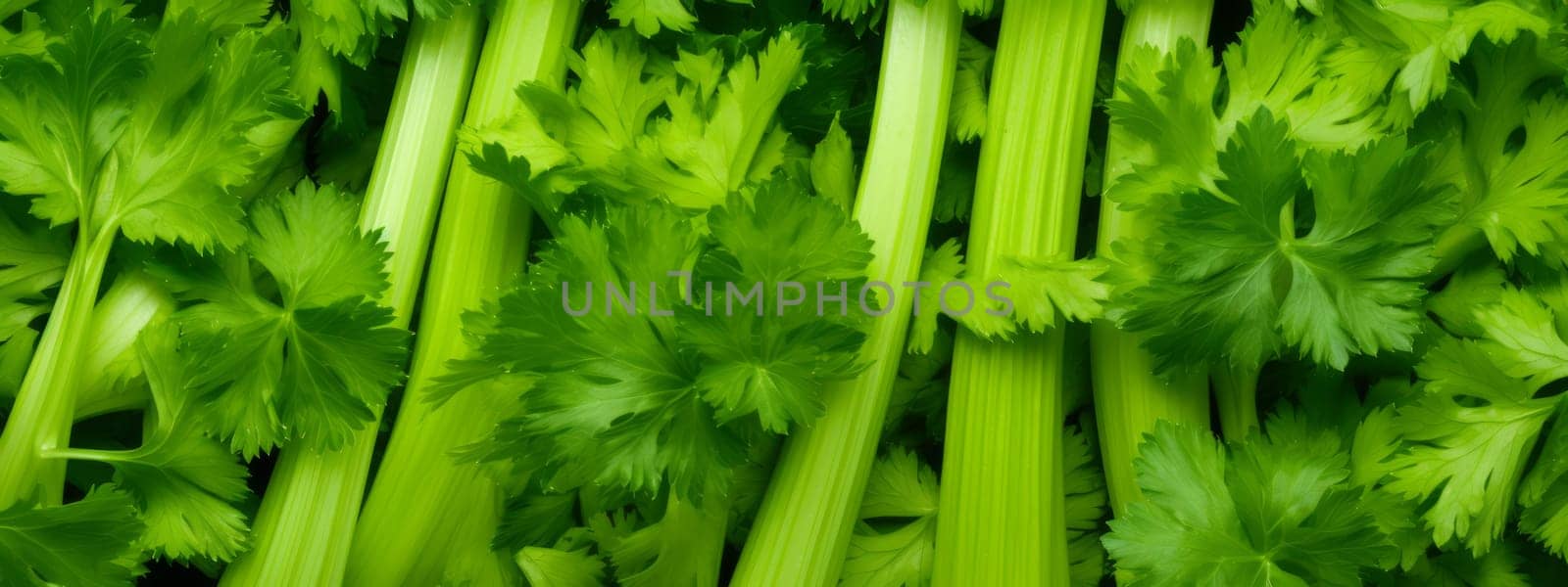 Fresh green celery texture background, Seamless close up. by Artsiom