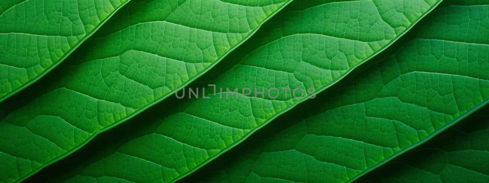 Green leaf close-up texture background