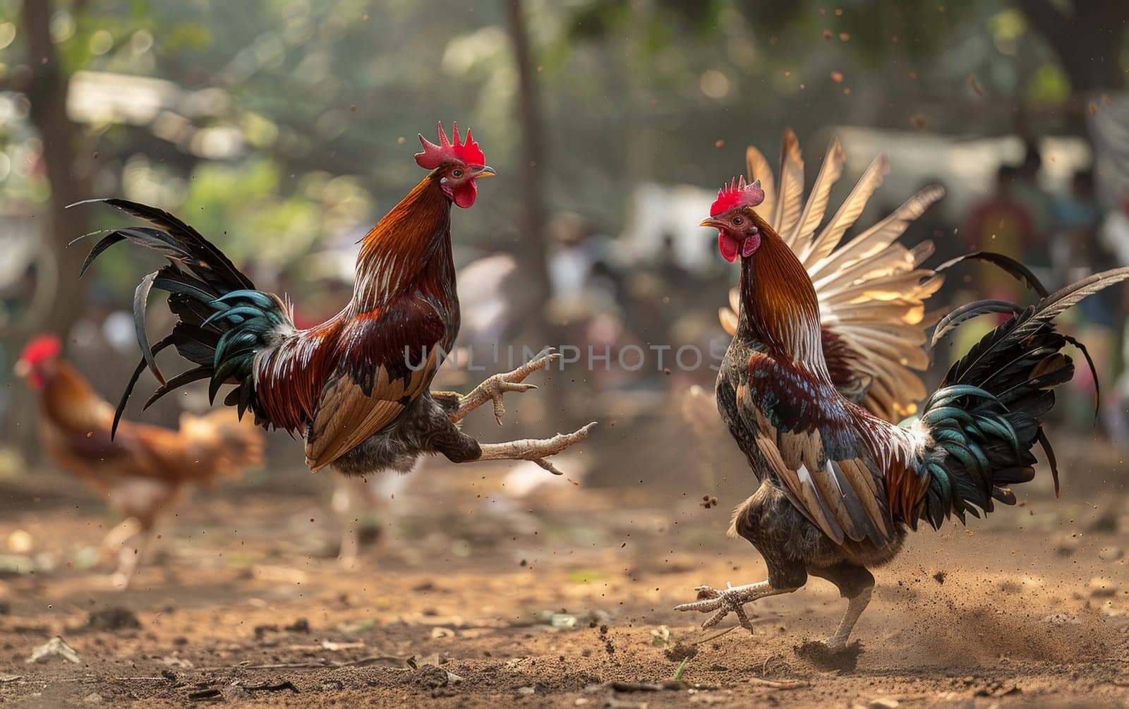 A dynamic cockfight with roosters engaged in battle while surrounded by an attentive crowd in a tropical village setting