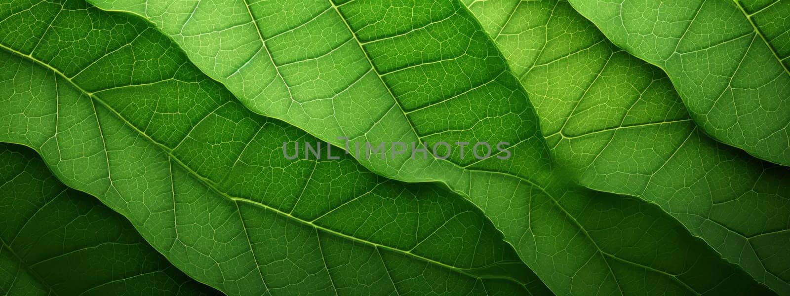 Green leaf close-up texture background. by Artsiom