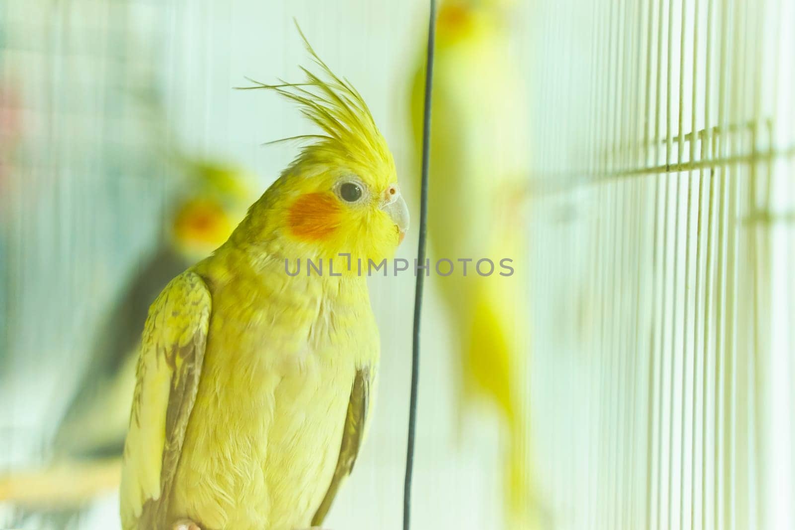 Yellow parrot Corella sitting swinging in a cage next to other birds