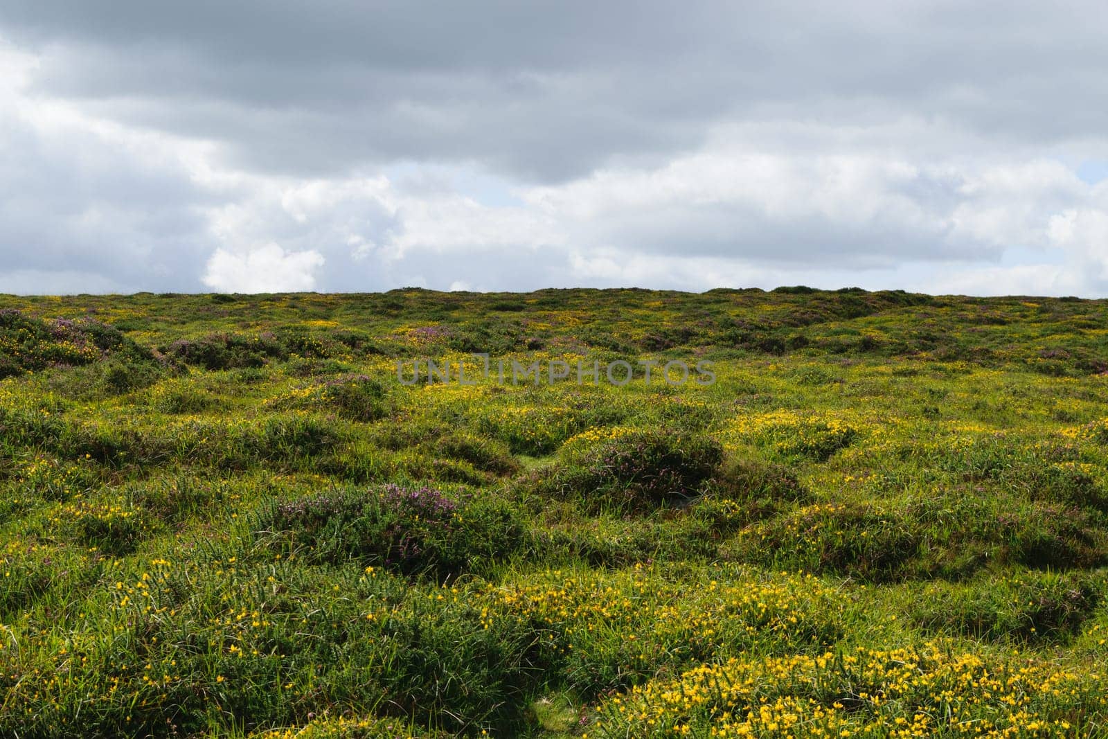A vast field covered with green grass and yellow wildflowers under a cloudy sky.