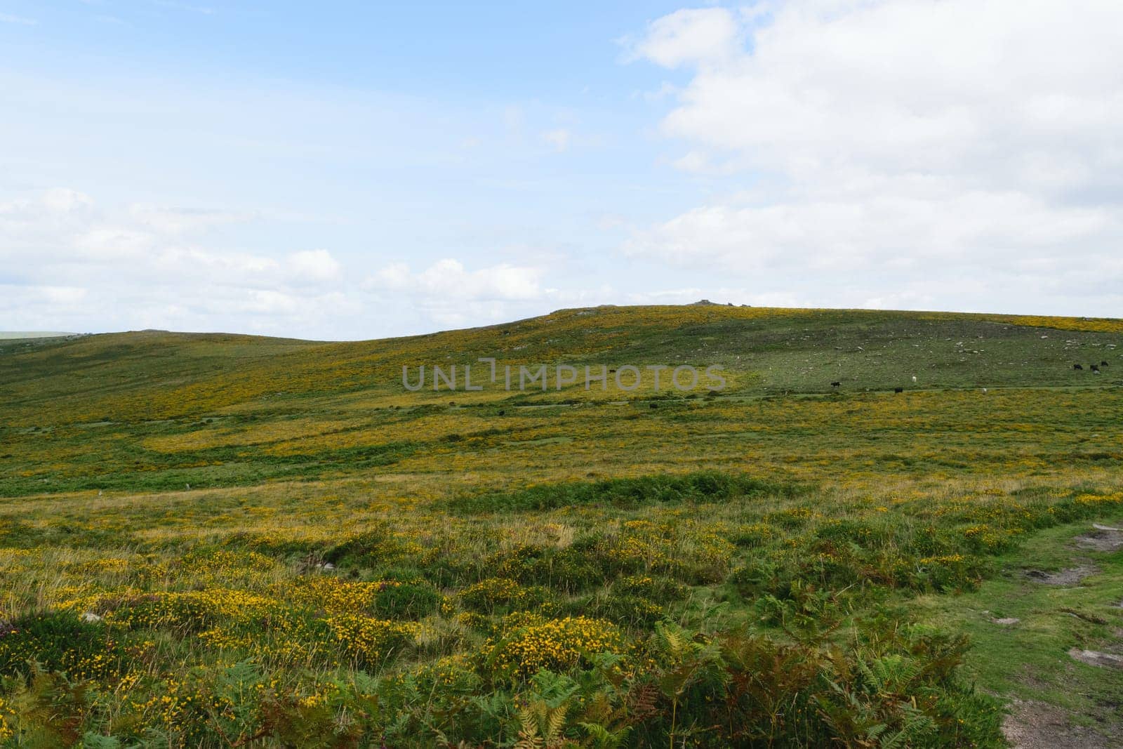 A scenic view of a grassy hillside covered with yellow wildflowers under a partly cloudy sky.
