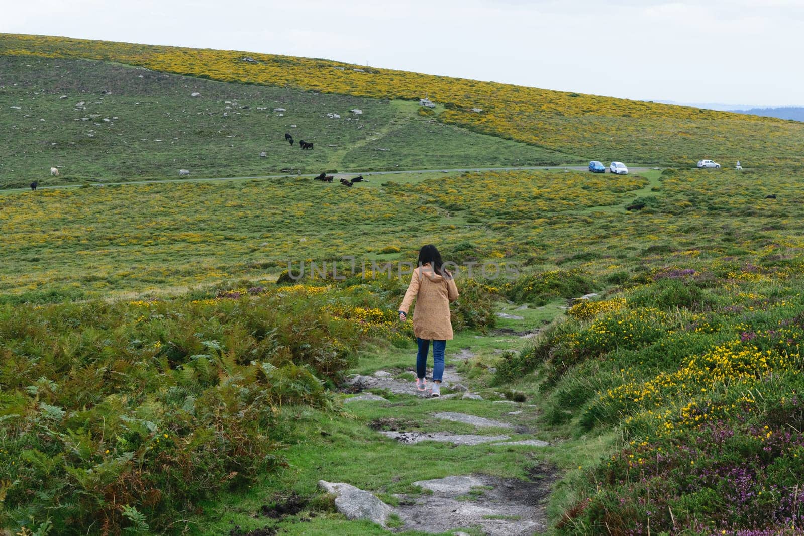 A person in a brown coat walking on a trail through a grassy and hilly landscape with scattered yellow heather and some grazing cows in the distance. There are a few parked cars visible on a road in the background.