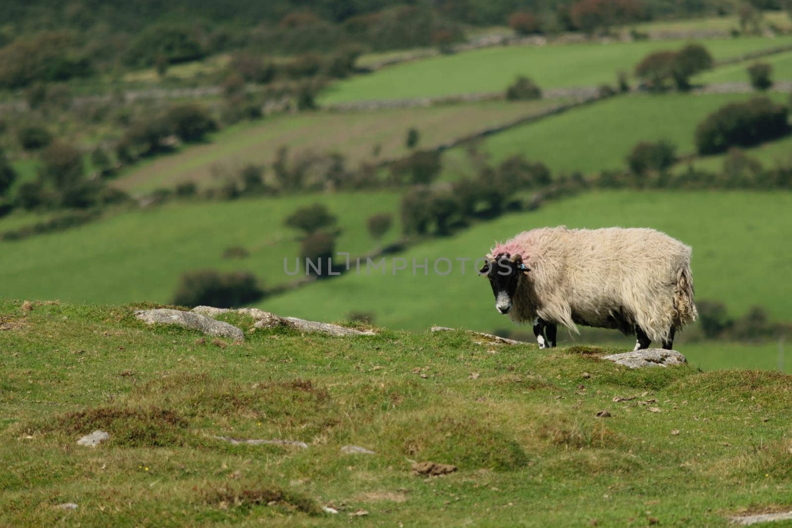 A sheep standing on a grassy hill with a scenic view of green fields and trees in the background.