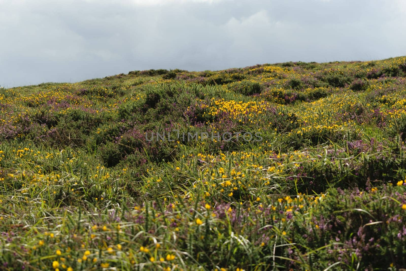 A scenic view of a grassy hill covered with yellow and purple heather under a cloudy sky.