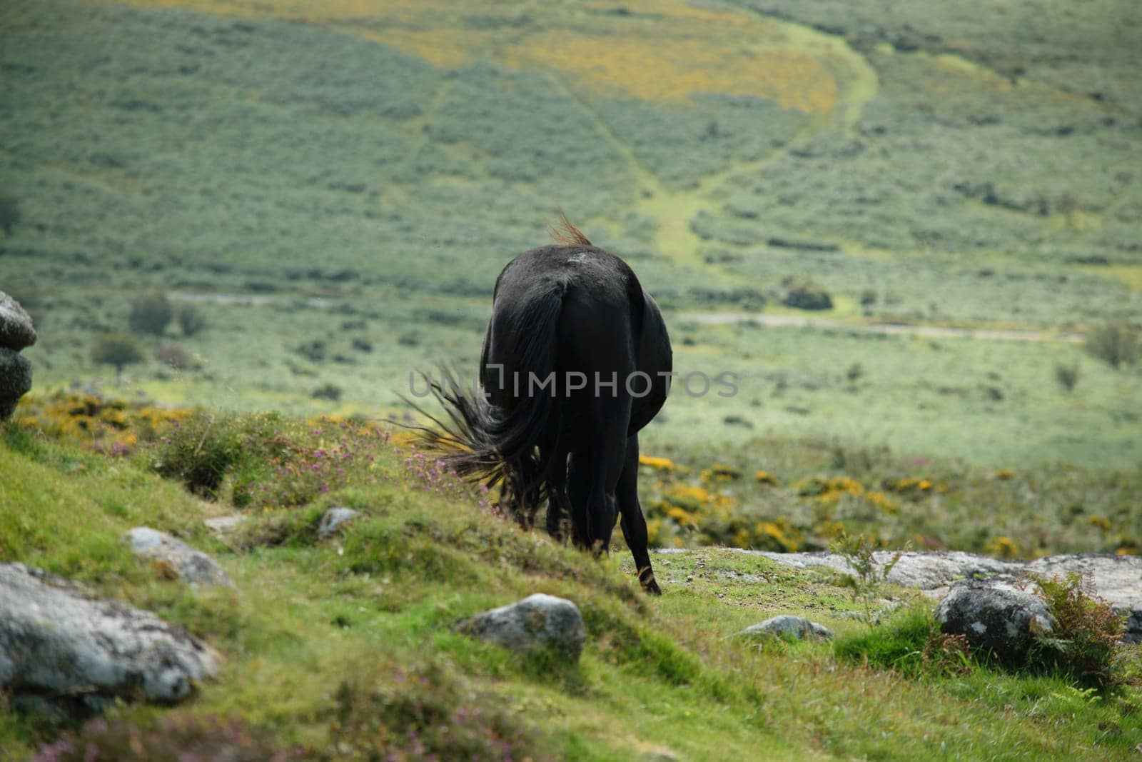 A black horse walking away on a grassy hill with a scenic landscape in the background.