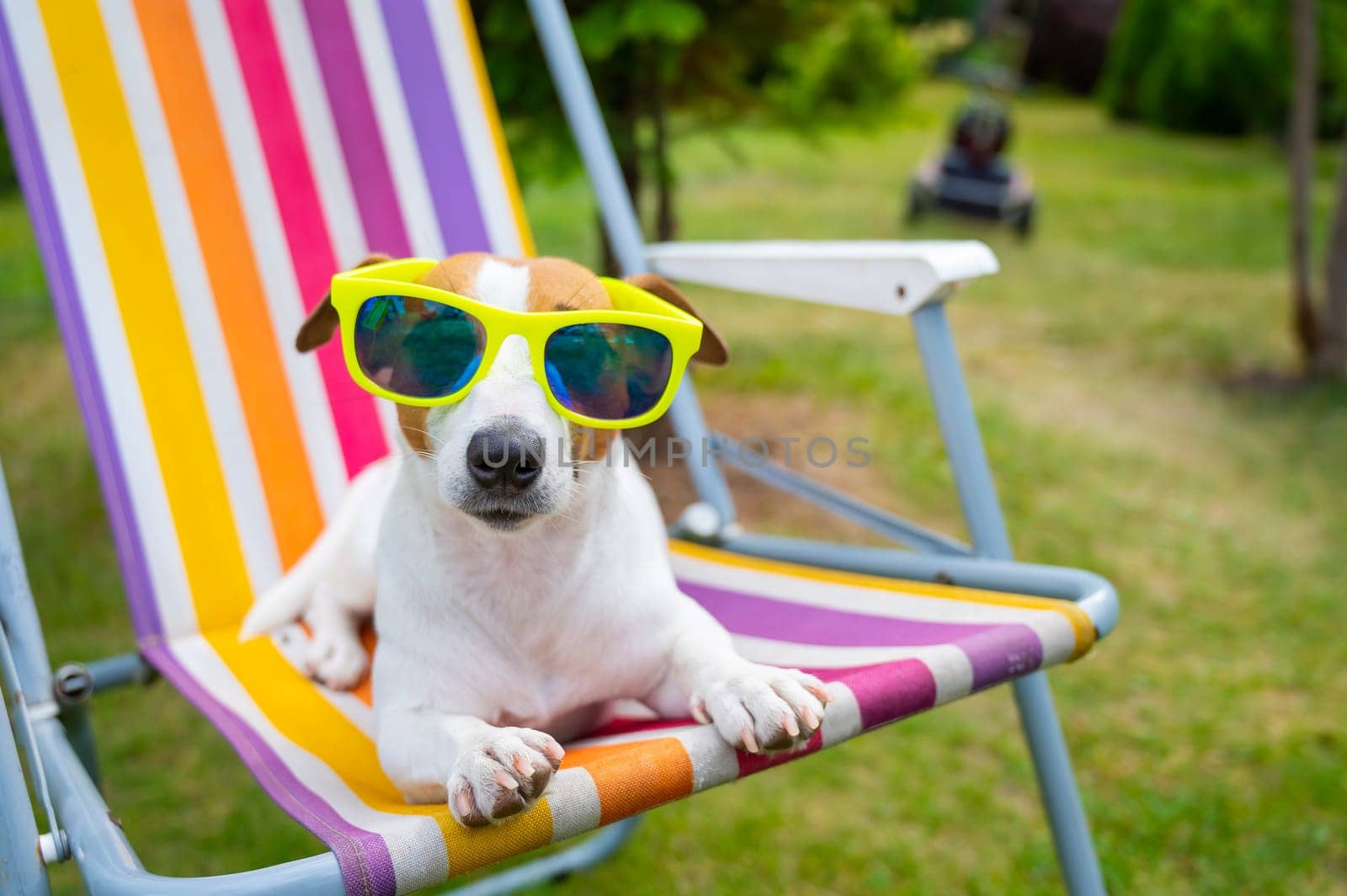 Jack russell terrier dog in sunglasses is resting on a sun lounger. Summer vacation concept