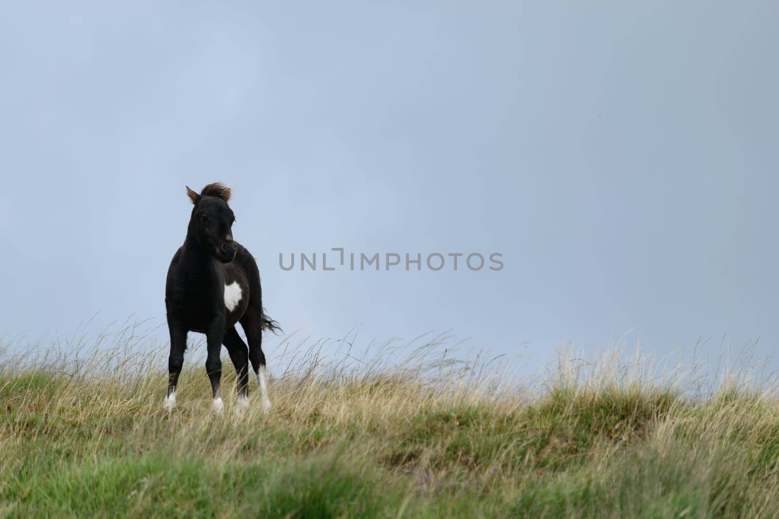 A black and white foal standing on a grassy hill with a cloudy sky in the background.