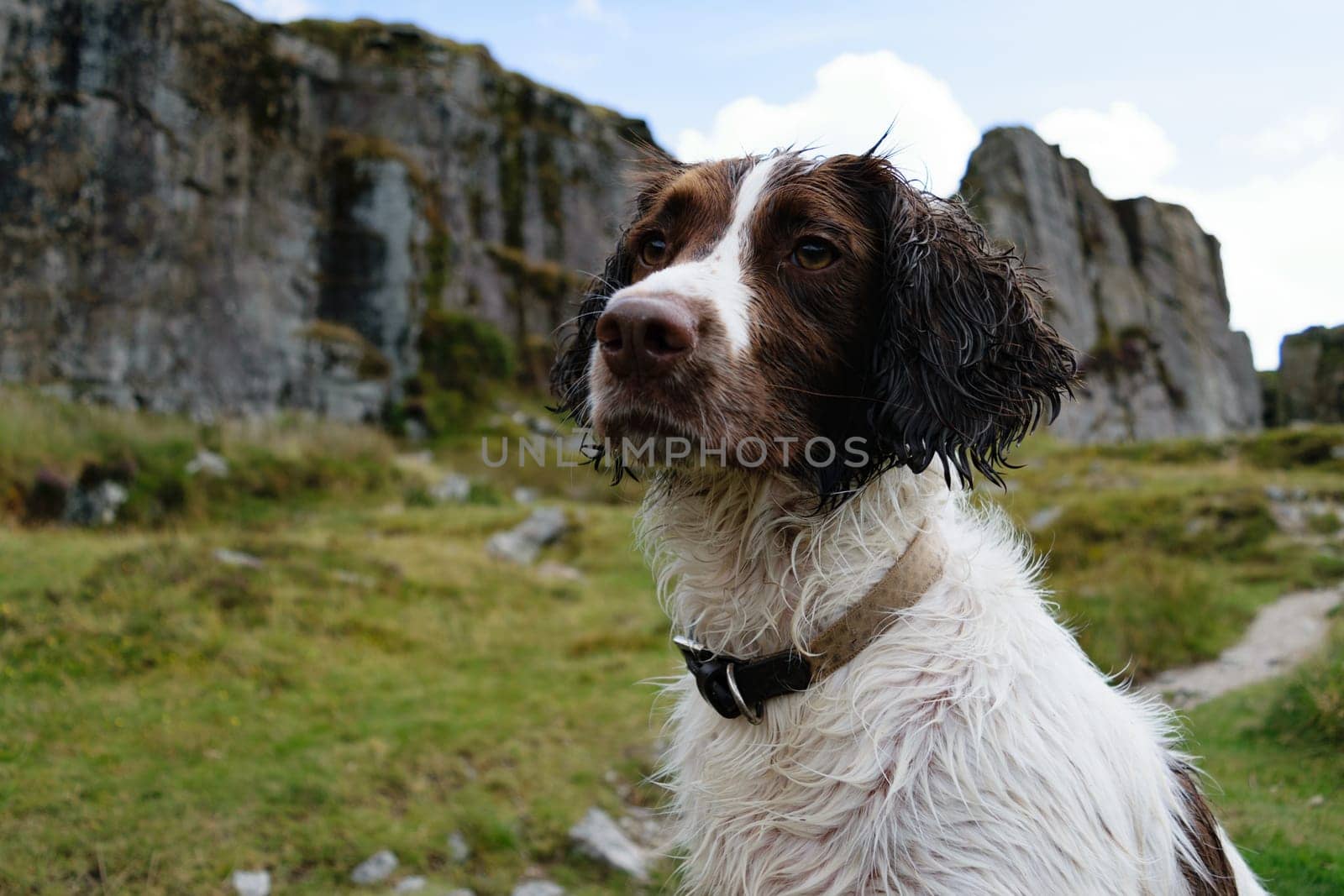 A wet dog with a collar standing outdoors in a rocky and grassy area, looking into the distance. The background features large rock formations and a cloudy sky.