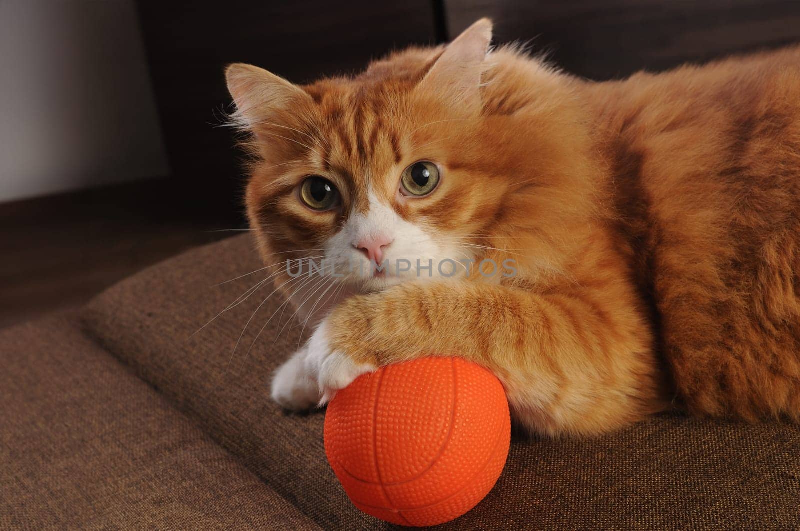 A ginger cat lies on the sofa and holds his paw on a ball