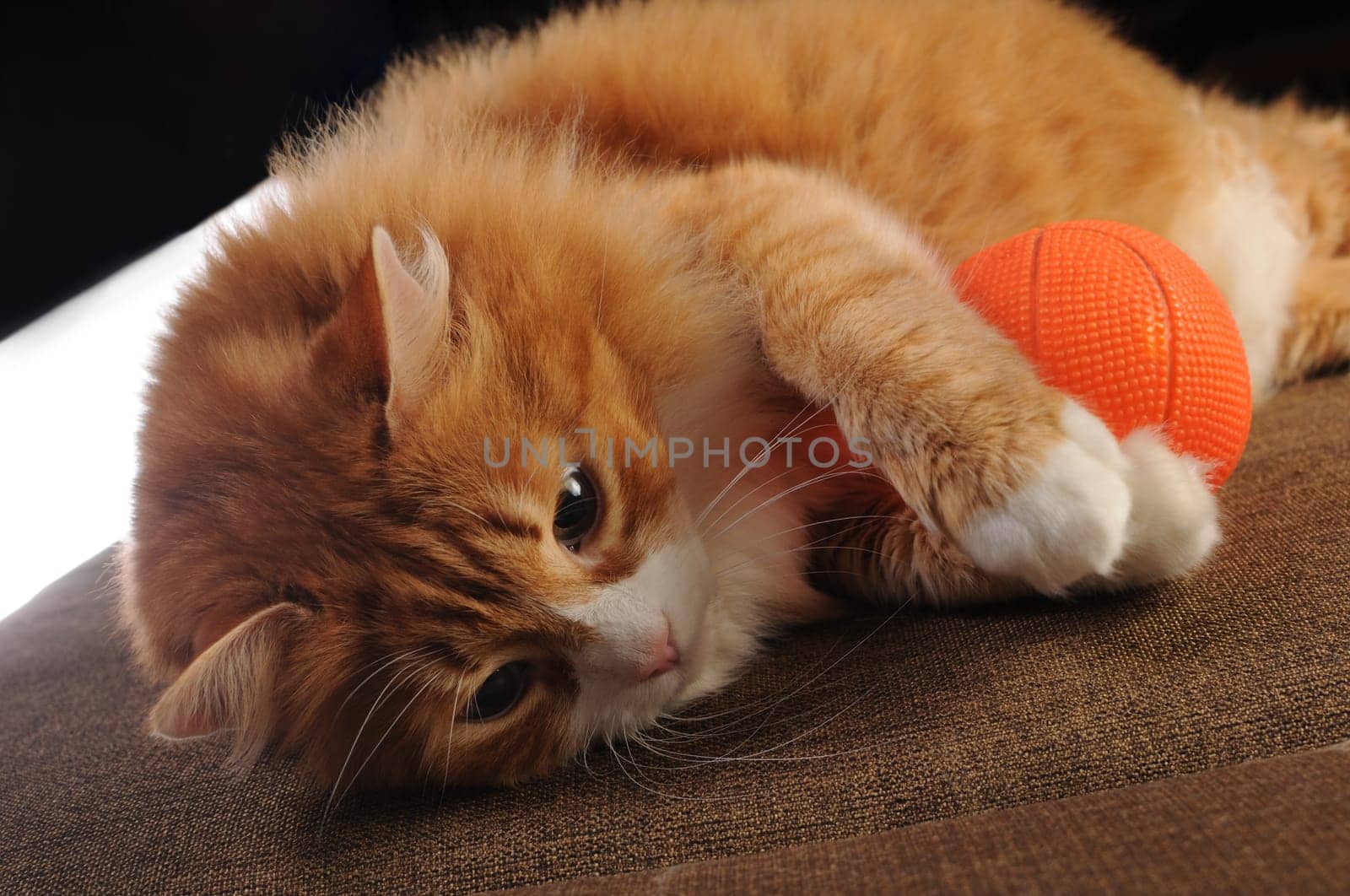 A ginger cat lies on the sofa and holds a ball with its paws