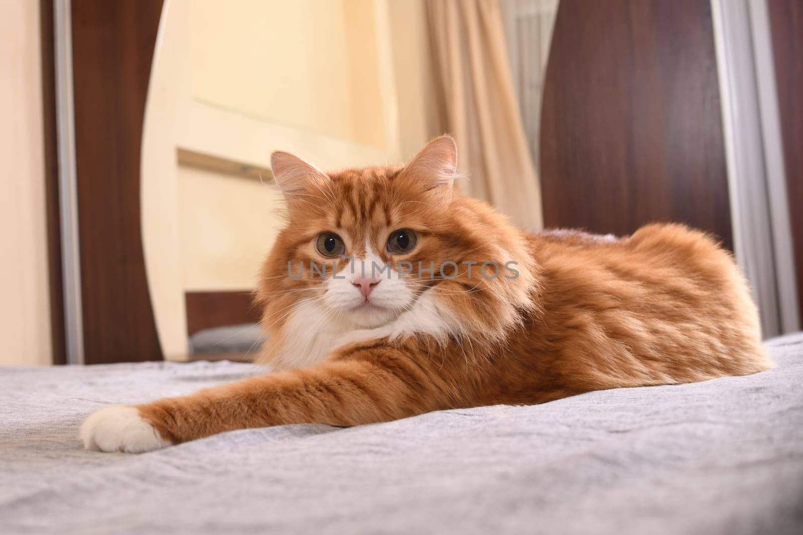   The ginger cat is resting, lounging on the bed. Close-up.