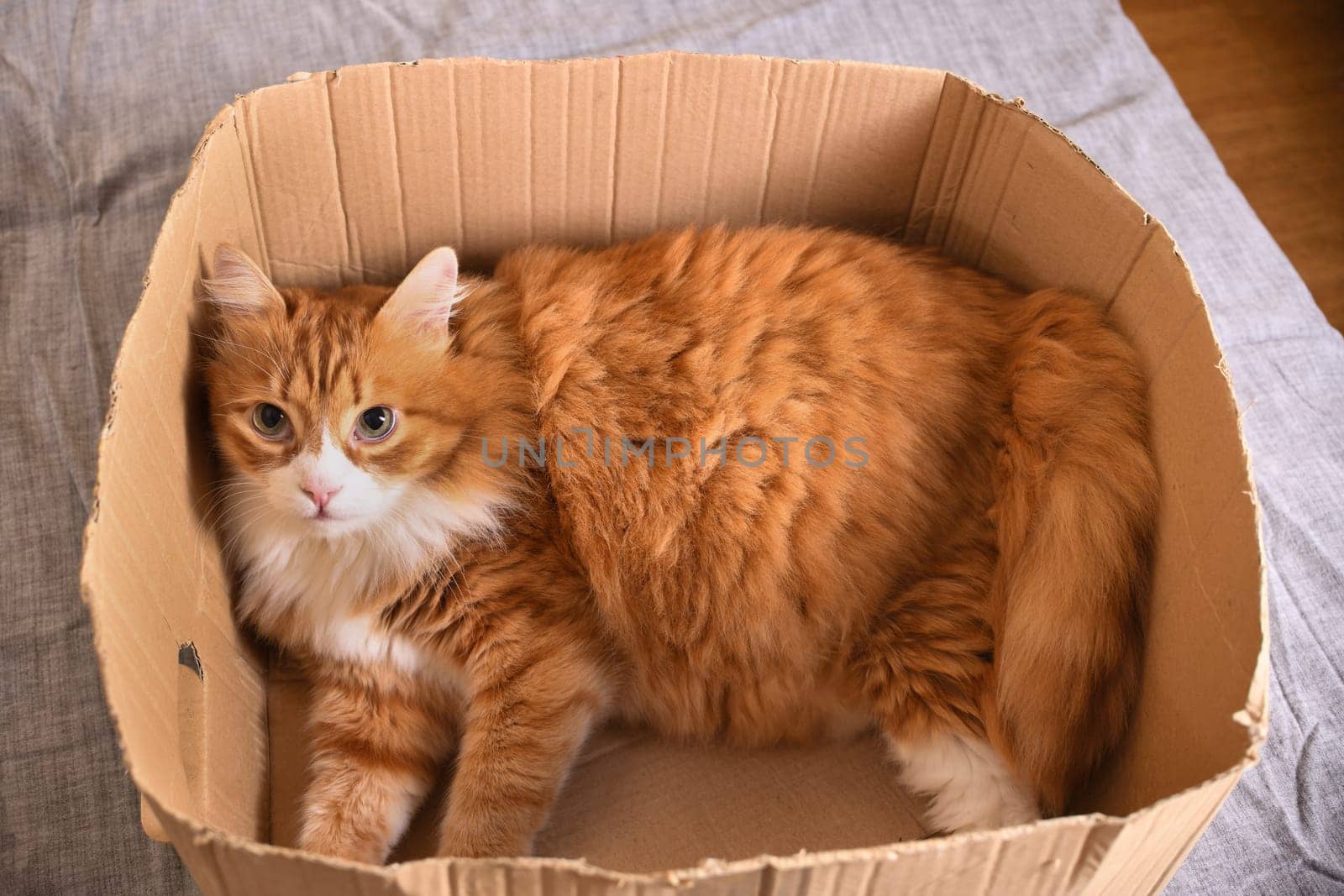 A ginger cat lies in a cardboard box, his gaze is directed upward.