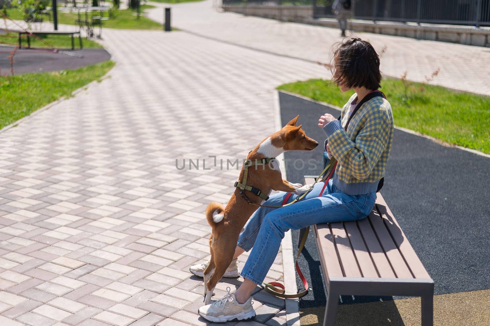 Young beautiful woman sits on a bench with a dog outdoors. Non-barking African basenji dog. by mrwed54