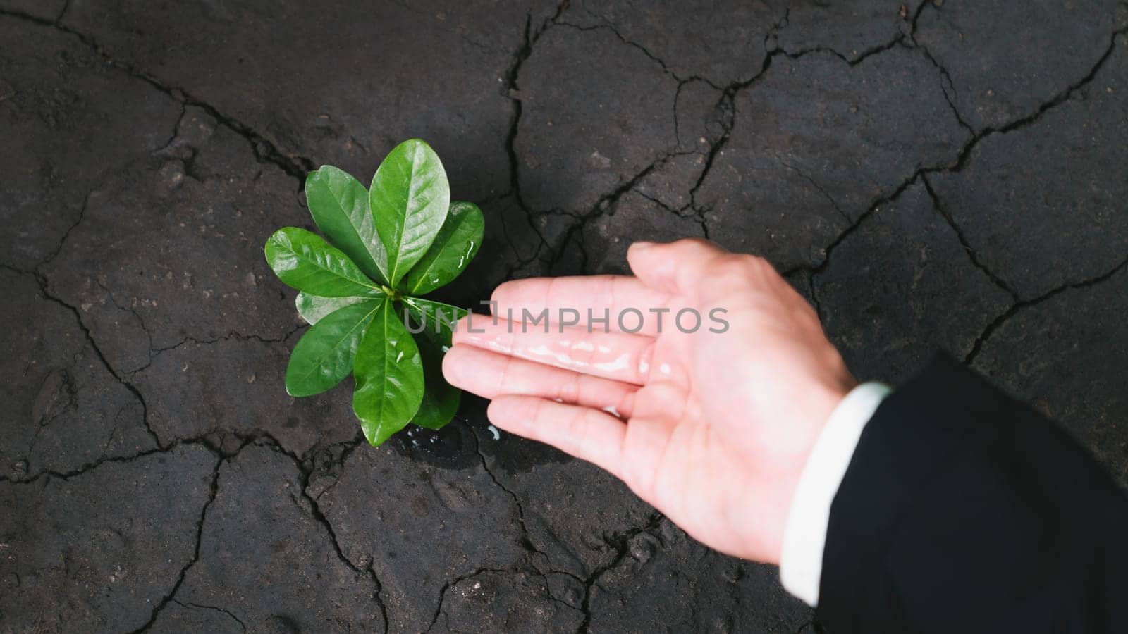 Businessman grow and nurture plant on fertilized soil concept of eco company committed to corporate social responsible, reducing CO2 emission and embrace ESG principle for sustainable future. Gyre