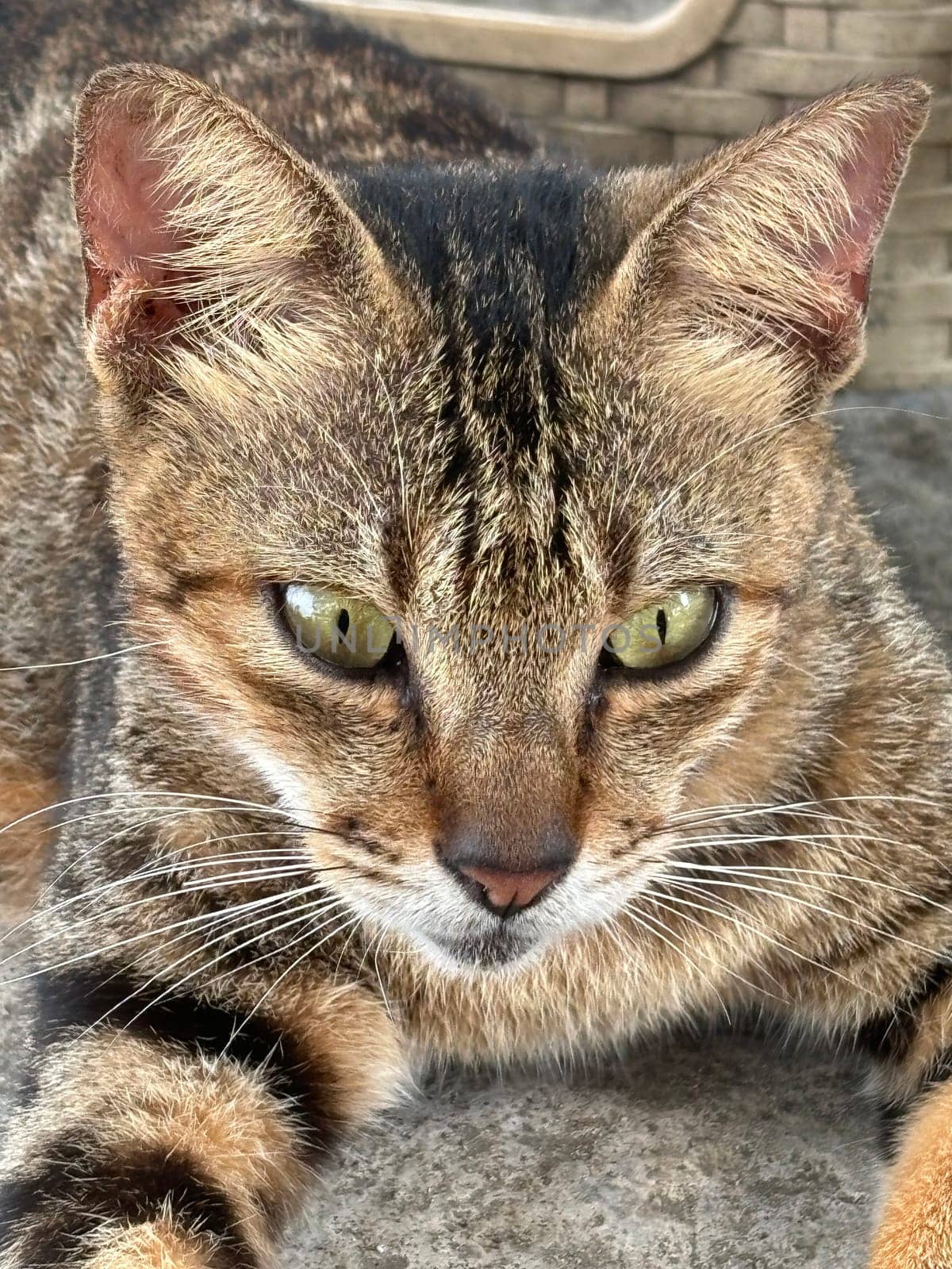 beautiful cute street cat with fluffy fur, a stray cat in the street of Asian country, plenty of cats without ownership in Asia