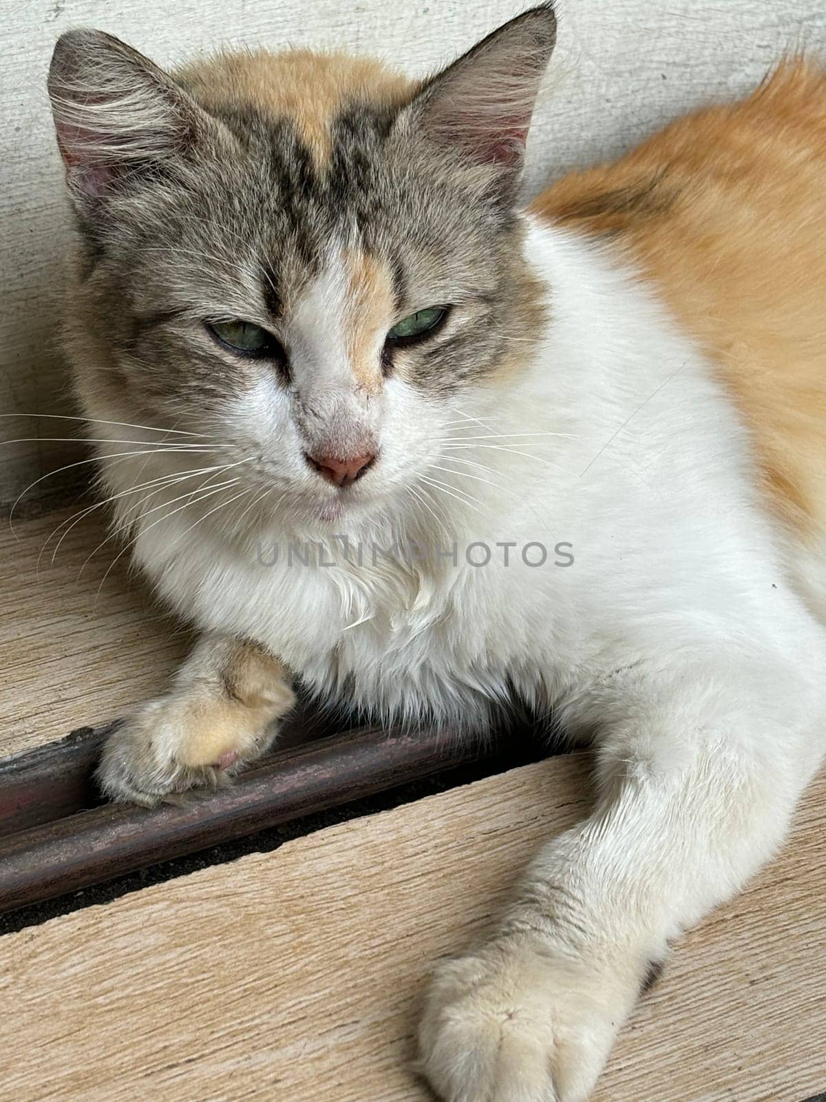 beautiful cute street cat with fluffy fur, a stray cat in the street of Asian country, plenty of cats without ownership in Asia