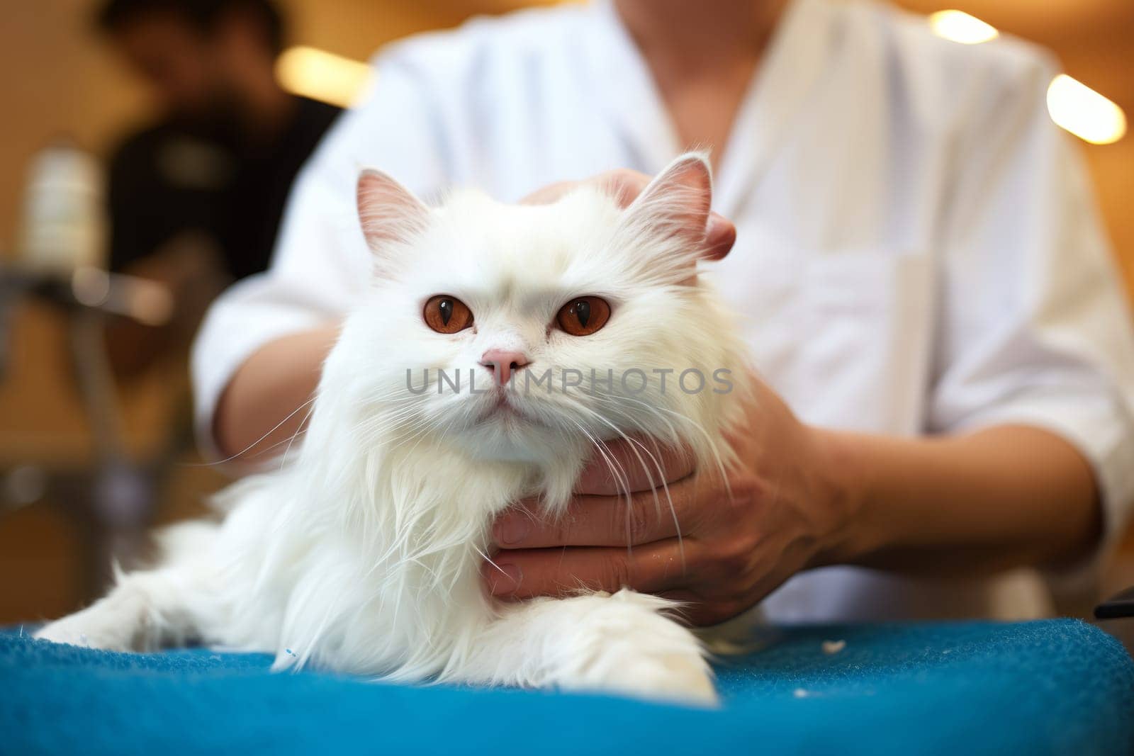 Adorable white cat enjoying a relaxing grooming session with a professional groomer