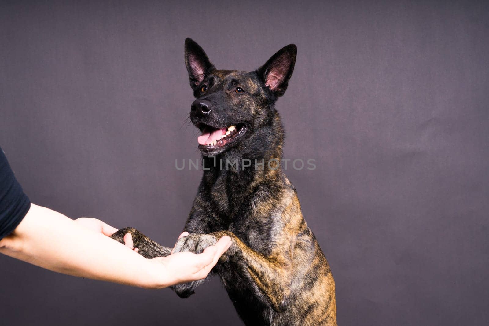 Dog paw takes the man. People support pets, studio shot by Zelenin