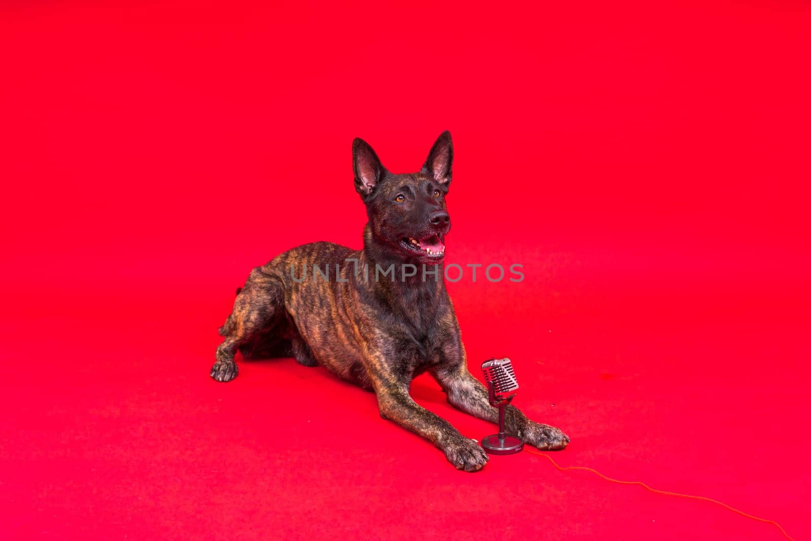 Dutch shepherd dog with microphone on a red and yellow background