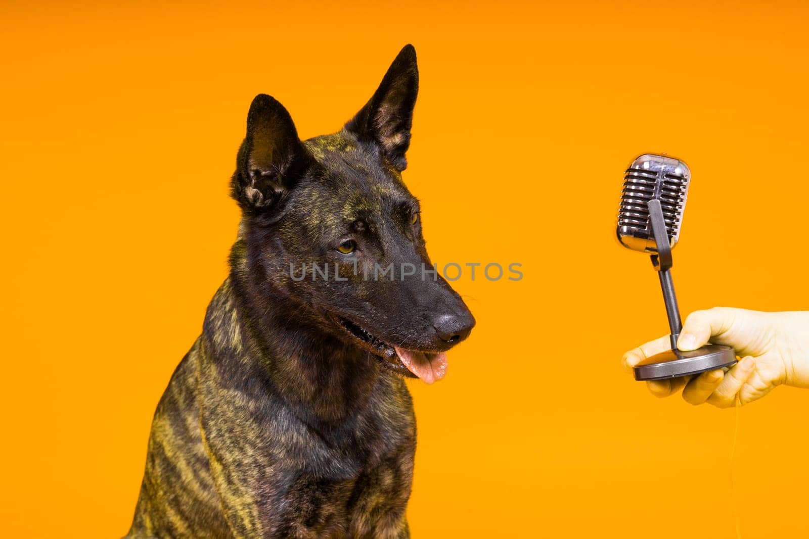 Dutch shepherd dog with microphone on a red and yellow background