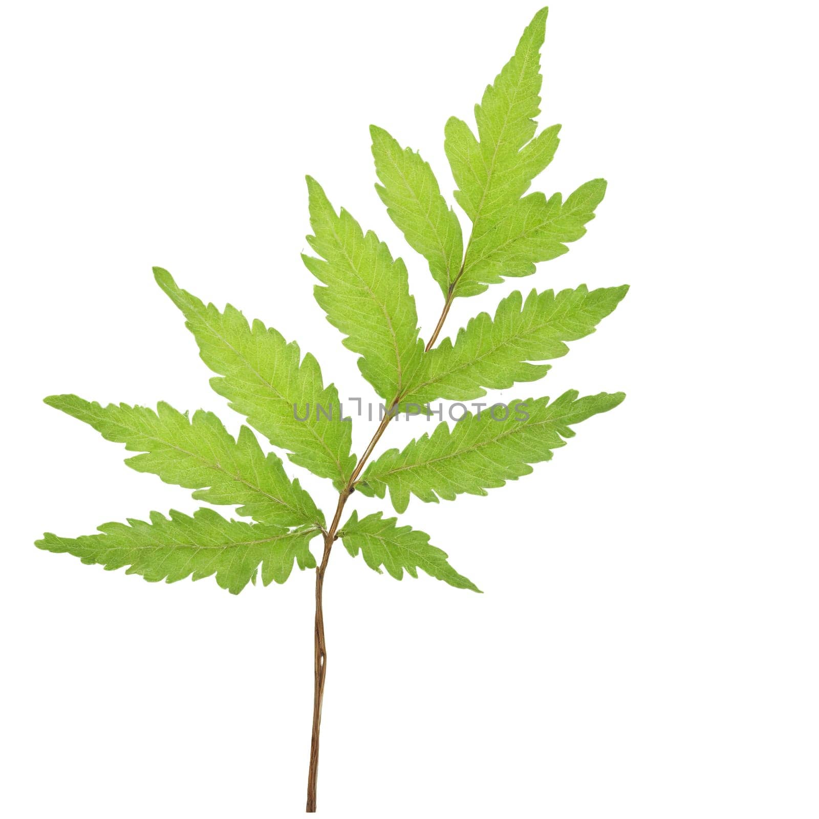 Rowan Leaf compound orange leaf with narrow leaflets and a glossy texture fluttering softly Sorbus. Plants isolated on transparent background.