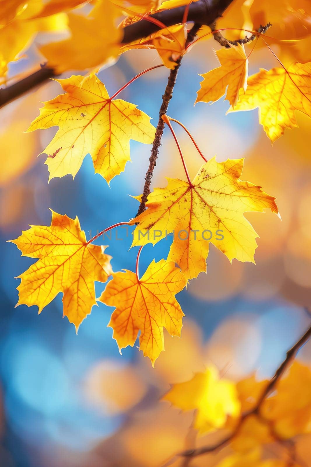 Tree branch with yellow leaves. Selective focus. Nature.