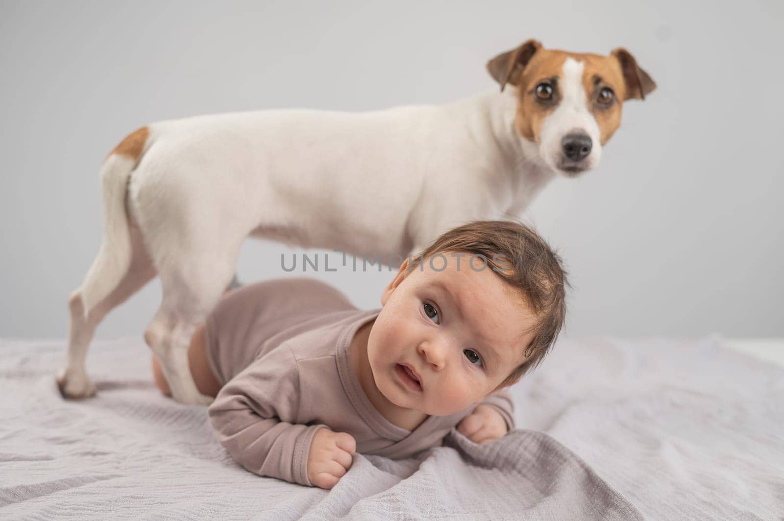 Portrait of a baby lying on his stomach and a Jack Russell Terrier dog