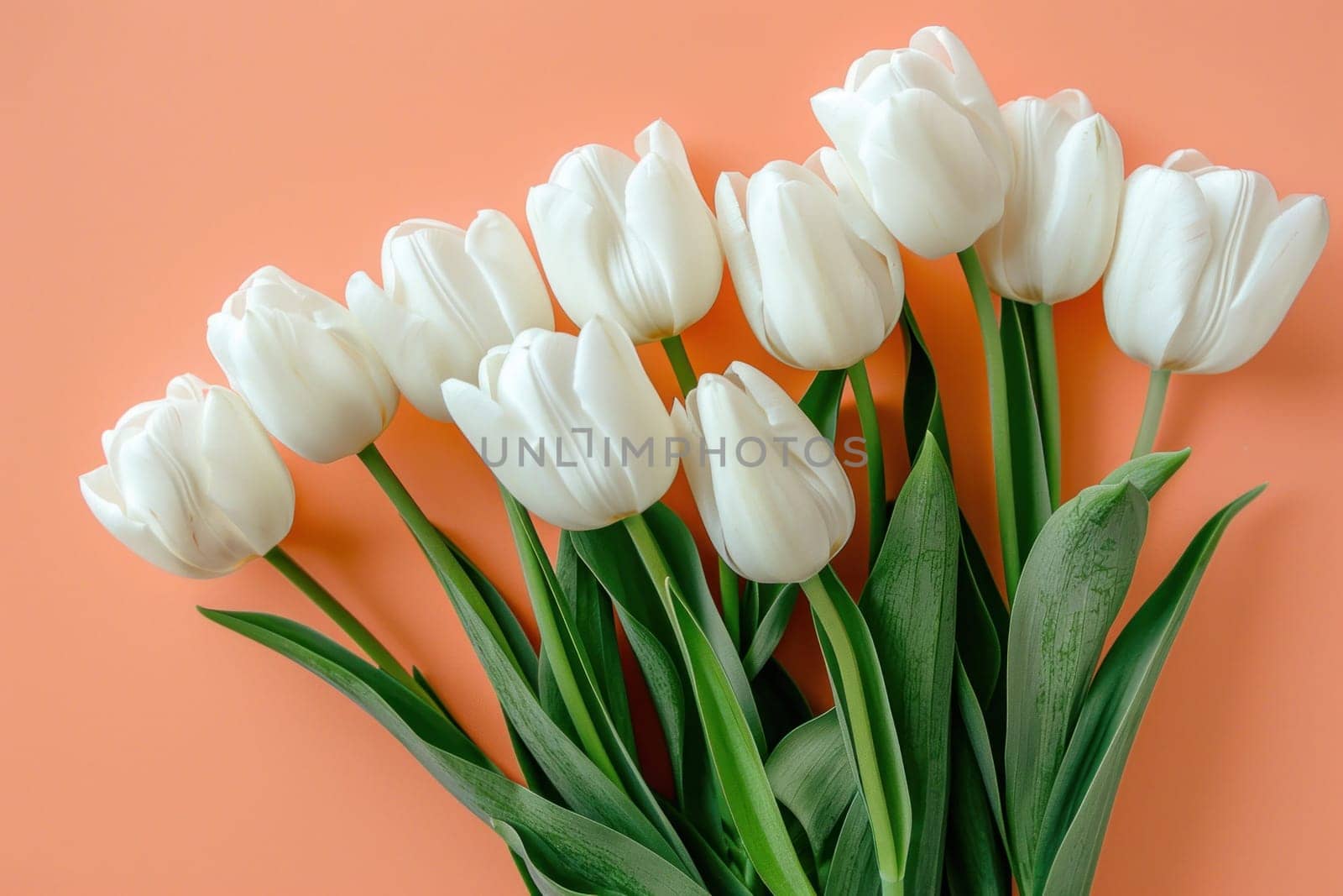 Spring blooms of white tulips illuminate pink background, ideal for travel, beauty, or artthemed projects and designs