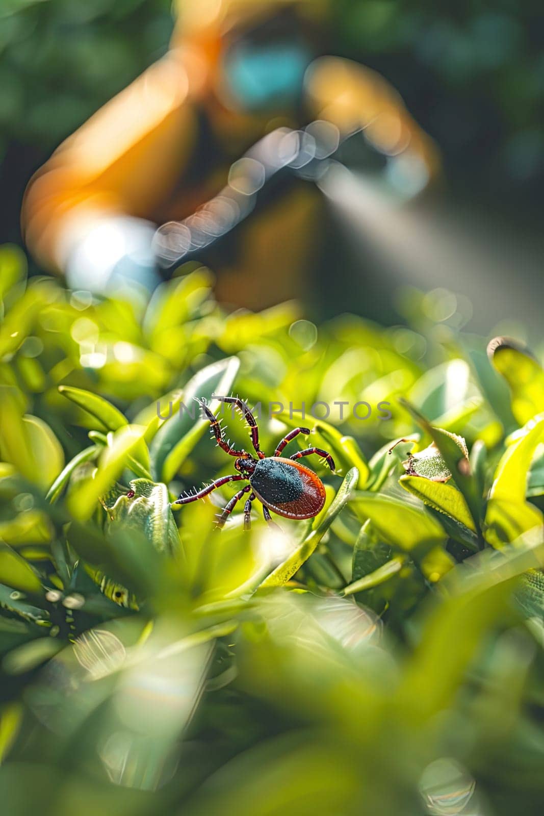 A man in a protective suit sprays the grass against ticks. Selective focus. nature.