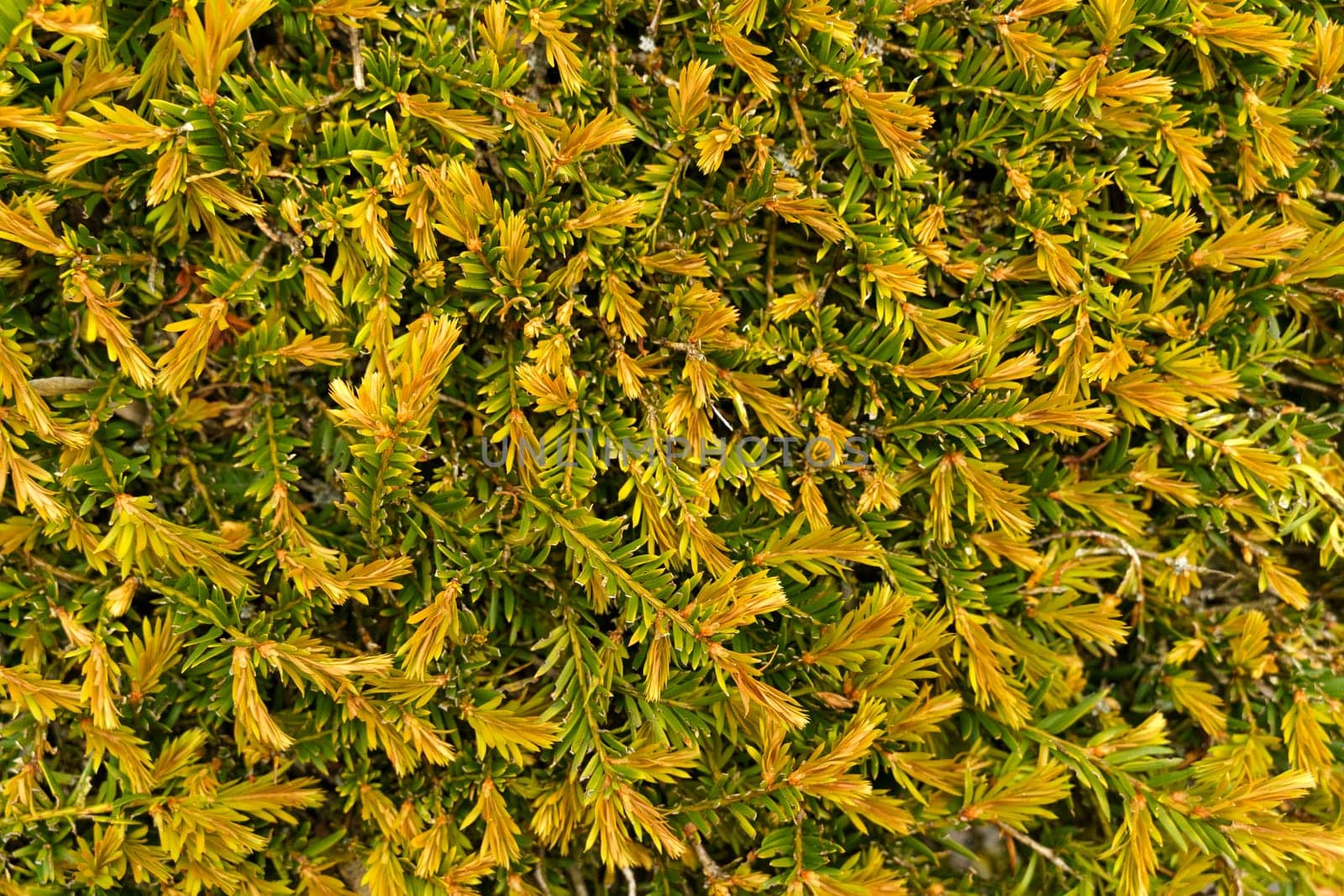 A detailed view of a yellow bush with textured leaves against a green background.