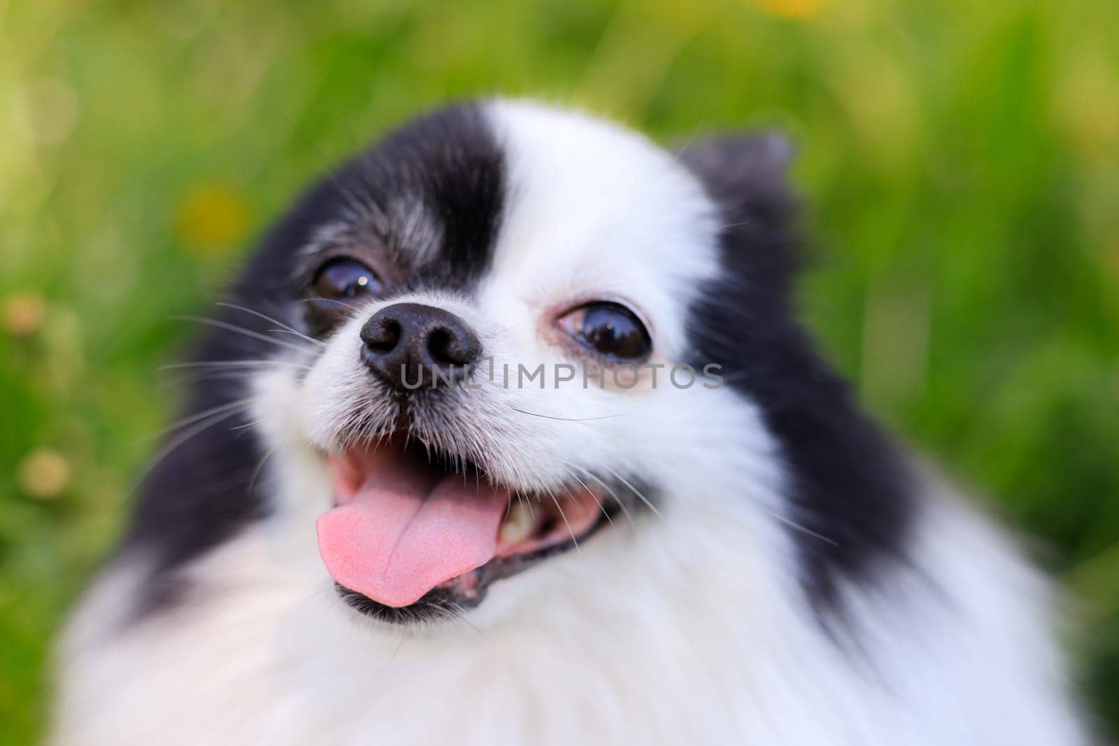 A smiling Pomeranian dog in the grass . Black and white pomeranian . A pet on a walk. Photo for the cover . Photo of an animal for printed products . Green grass in the park