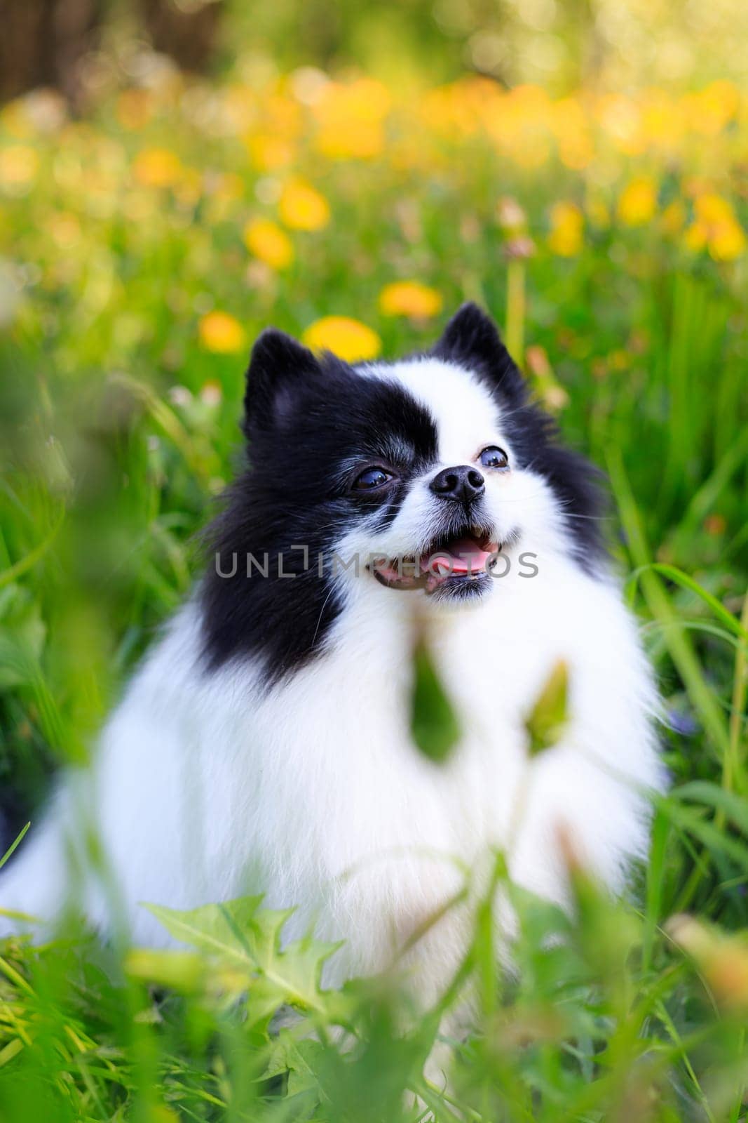 A smiling Pomeranian dog in the grass . Black and white pomeranian . A pet on a walk. Photo for the cover . Photo of an animal for printed products . Green grass in the park