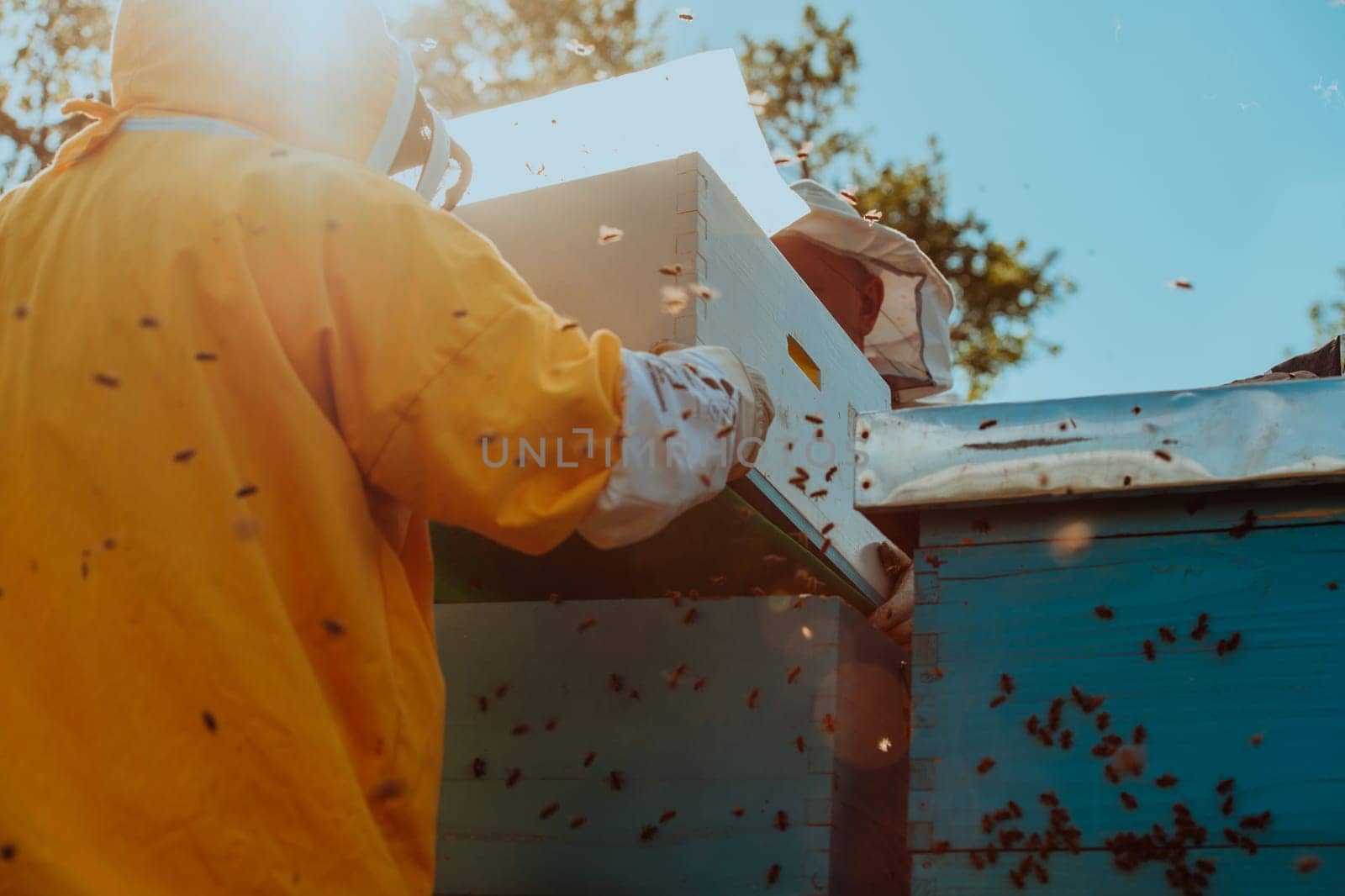 Beekeepers checking honey on the beehive frame in the field. Small business owners on apiary. Natural healthy food produceris working with bees and beehives on the apiary