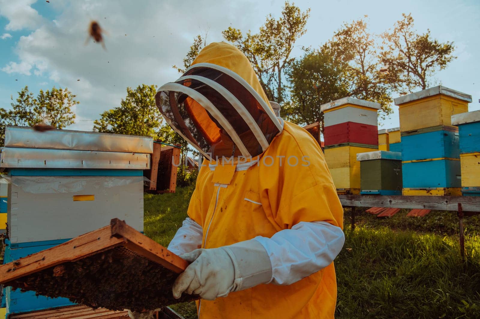 Beekeeper checking honey on the beehive frame in the field. Small business owner on apiary. Natural healthy food produceris working with bees and beehives on the apiary