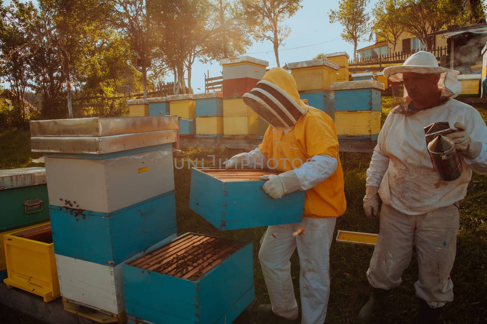 Beekeepers checking honey on the beehive frame in the field. Small business owners on apiary. Natural healthy food produceris working with bees and beehives on the apiary