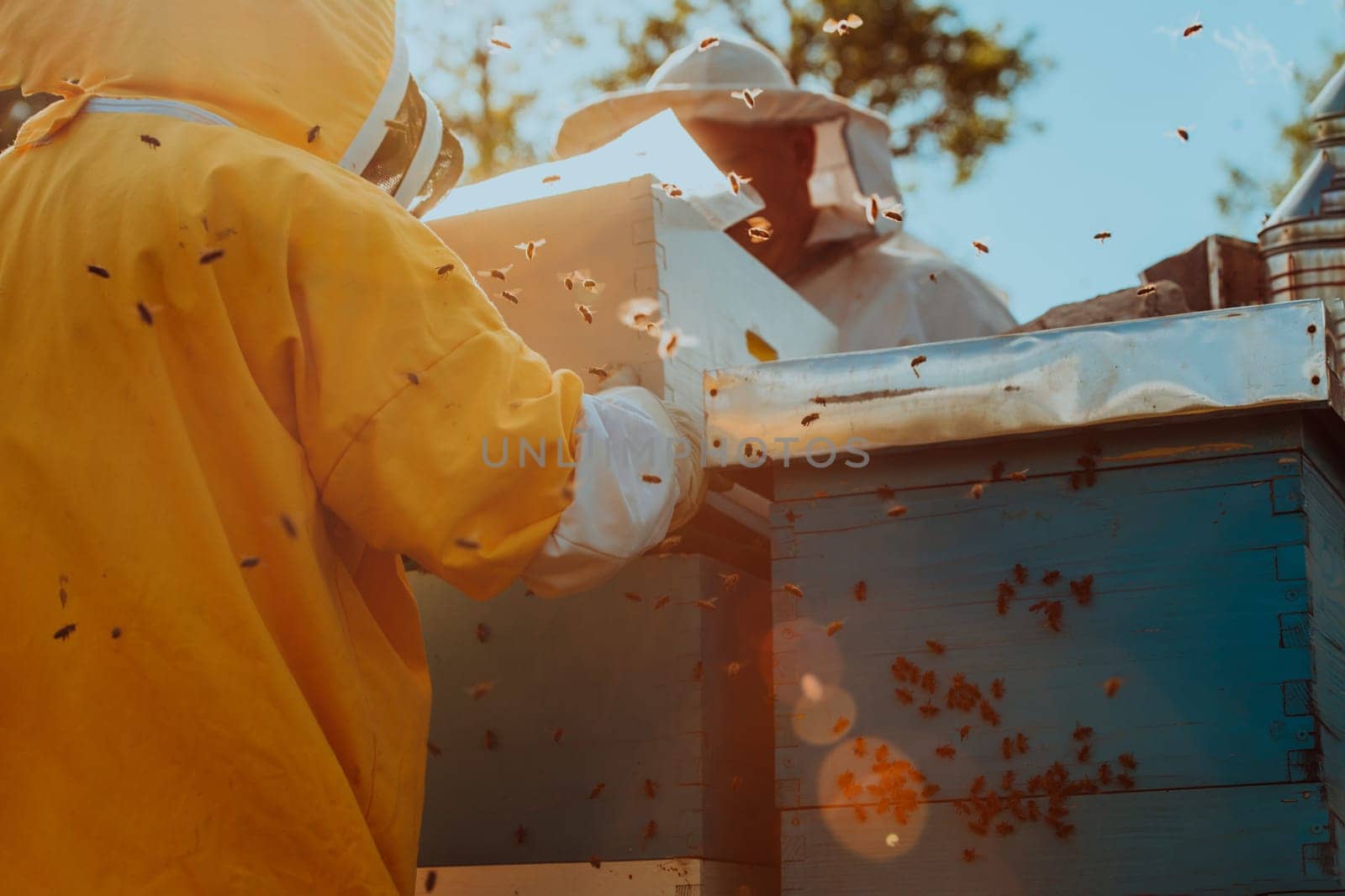 Beekeepers checking honey on the beehive frame in the field. Small business owners on apiary. Natural healthy food produceris working with bees and beehives on the apiary