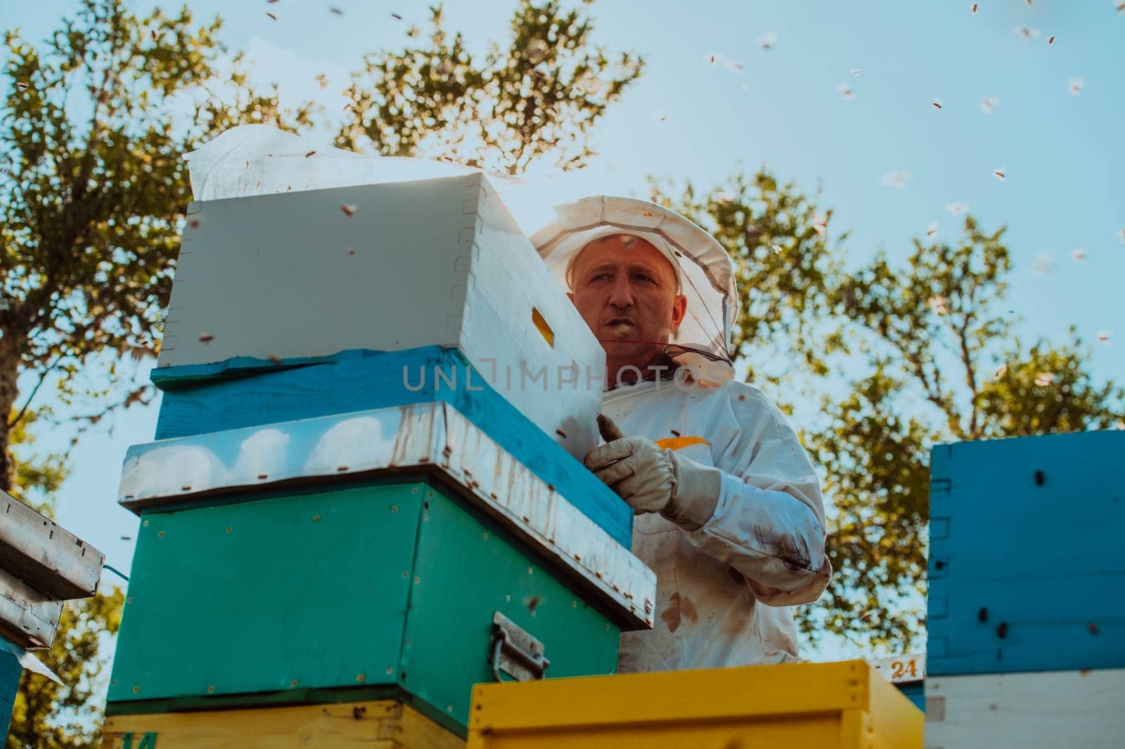 Beekeeper checking honey on the beehive frame in the field. Natural healthy food produceron apiary. Small business owneris working with bees and beehives on the apiary. by dotshock