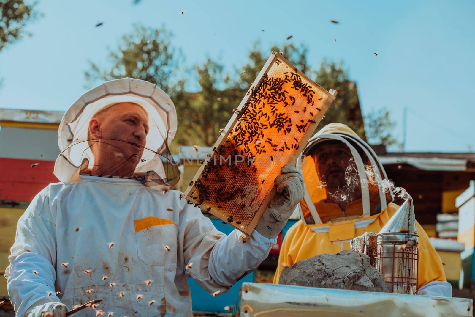 Beekeepers checking honey on the beehive frame in the field. Small business owners on apiary. Natural healthy food produceris working with bees and beehives on the apiary