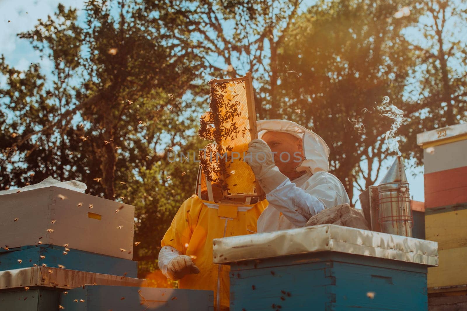 Beekeepers checking honey on the beehive frame in the field. Small business owners on apiary. Natural healthy food produceris working with bees and beehives on the apiary