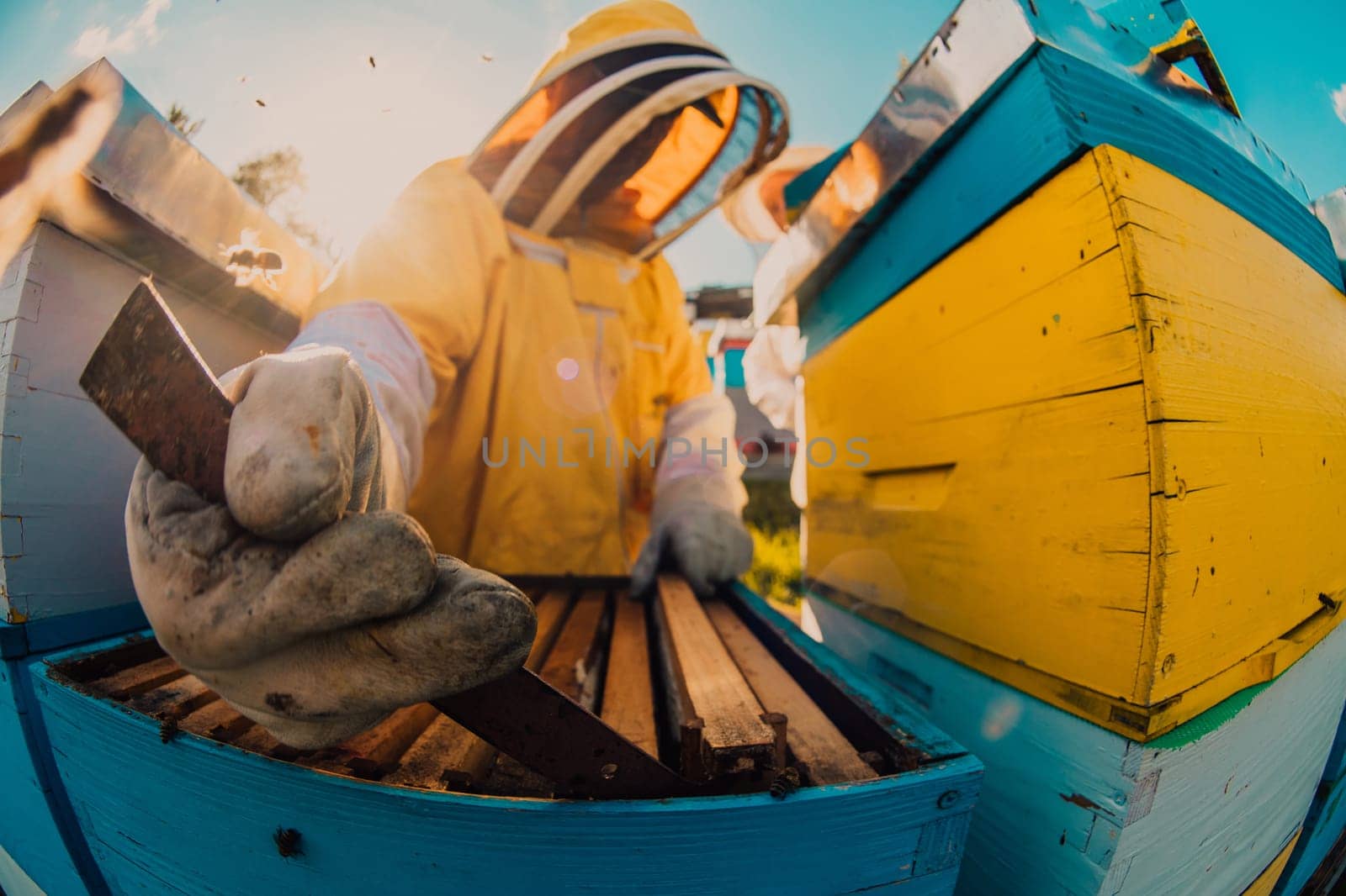 Beekeepers check the honey on the hive frame in the field. Beekeepers check honey quality and honey parasites. A beekeeper works with bees and beehives in an apiary. Small business concept