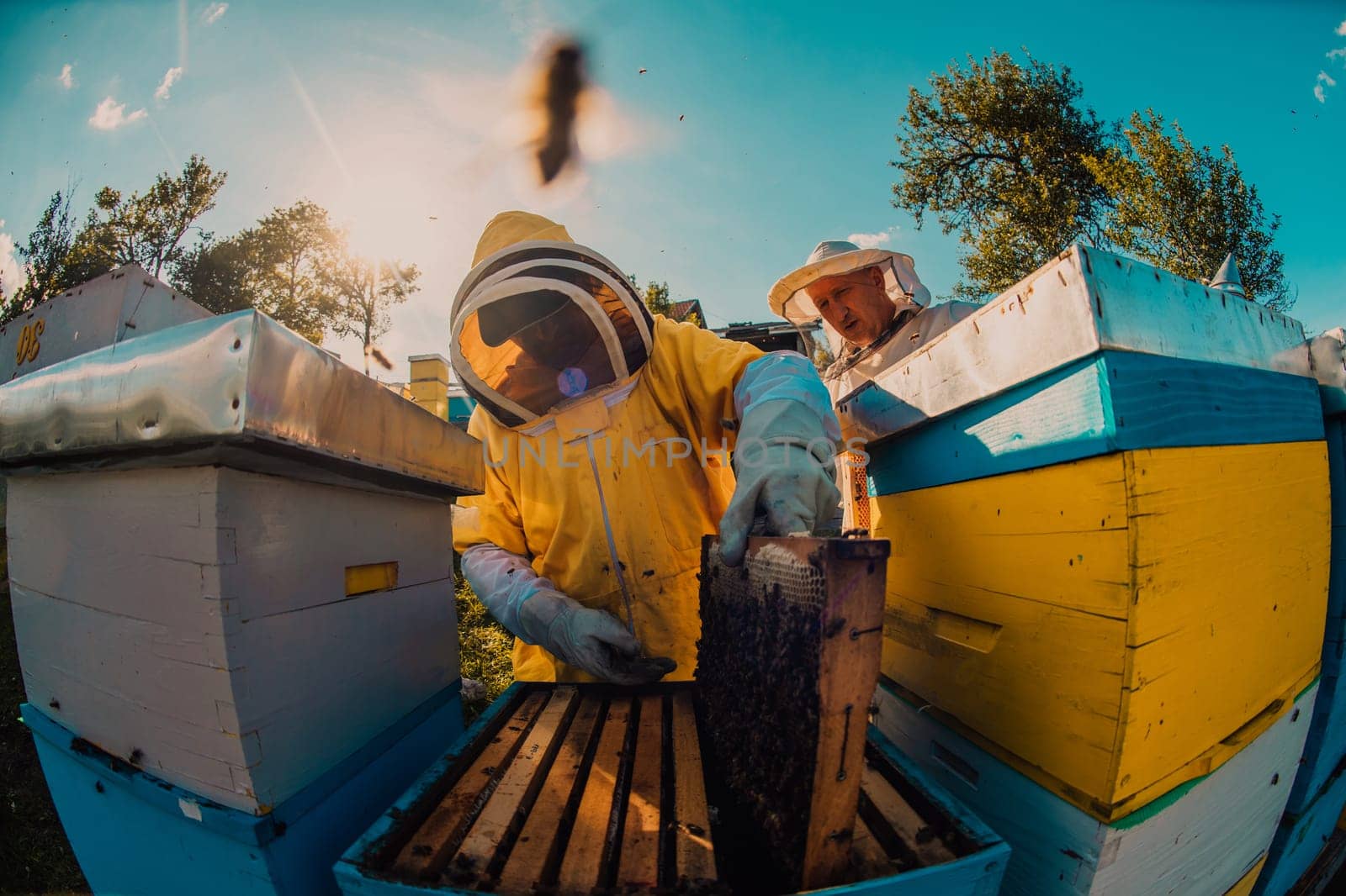 Beekeeper checking honey on the beehive frame in the field. Small business owner on apiary. Natural healthy food produceris working with bees and beehives on the apiary