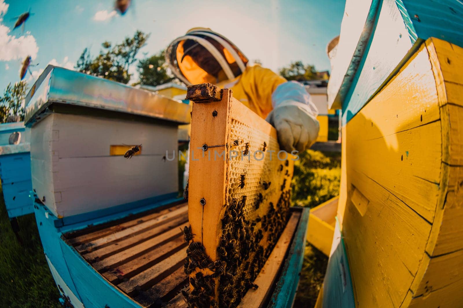 Beekeeper checking honey on the beehive frame in the field. Small business owner on apiary. Natural healthy food produceris working with bees and beehives on the apiary