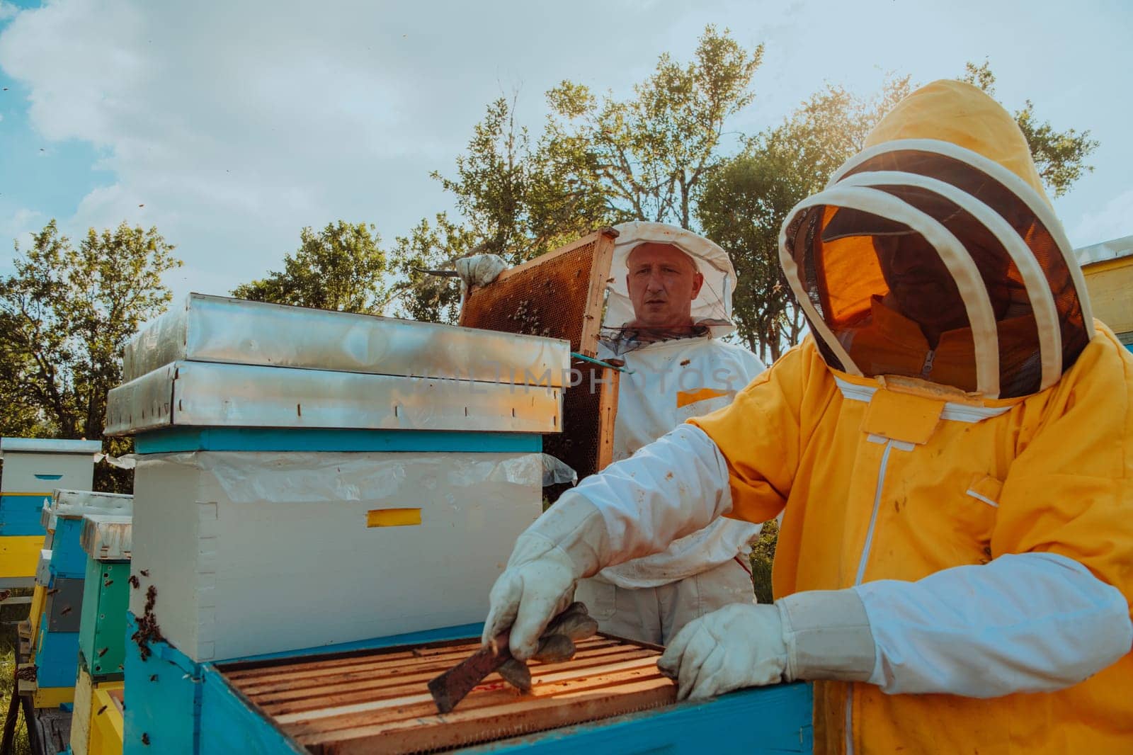 Beekeepers checking honey on the beehive frame in the field. Small business owners on apiary. Natural healthy food produceris working with bees and beehives on the apiary