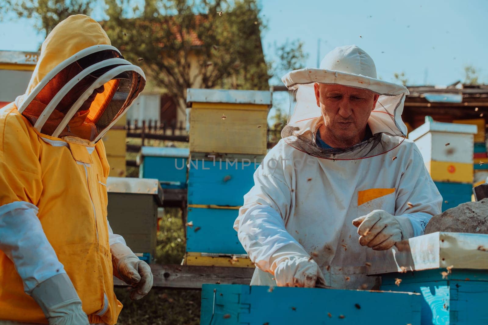 Beekeepers checking honey on the beehive frame in the field. Small business owners on apiary. Natural healthy food produceris working with bees and beehives on the apiary